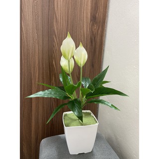 cây lan ý 50cm - cây giả decor