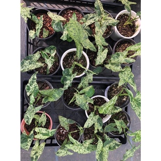 cây Trầu bà Syngonium mojito 🌿🌿🌿