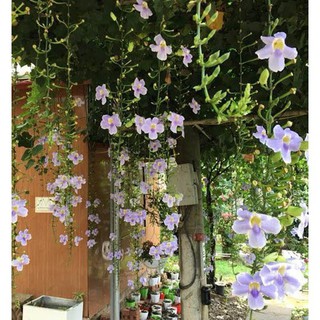 Dây HOA LEO cát đằng TÍM RỦ– Hoa leo đẹp dễ trồng và chăm sóc - NCHDHLCDT