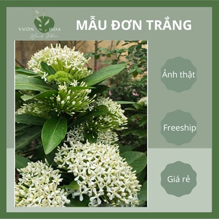 Cây mẫu đơn ta đại đoá, cây bông trang hoa trắng cao 30cm, hoa thơm nở quanh năm, trang trí sân vườn lỗi 1 đổi 1