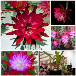 GIỐNG HOA QUỲNH ĐỎ CÁNH KÉP