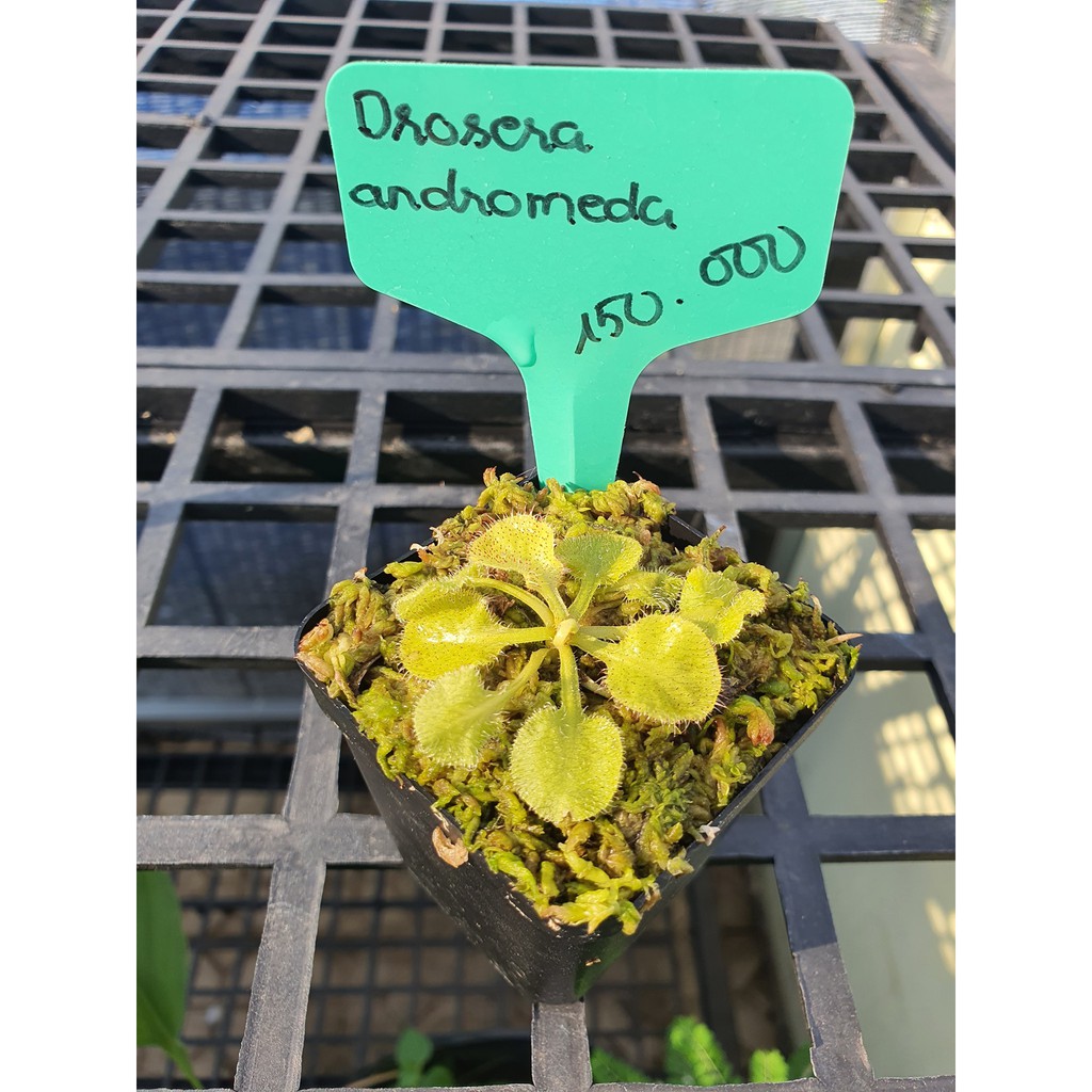 Cây Bắt Mồi-Cây Gọng Vó-Drosera 'Andromeda' tại Hắc Tê-Exotic Garden