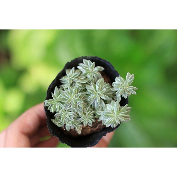 50H - hạt giống sen đá sedum mix