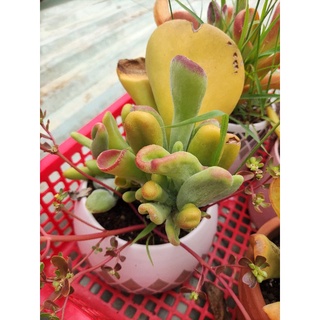 Sen ống điếu đột biến