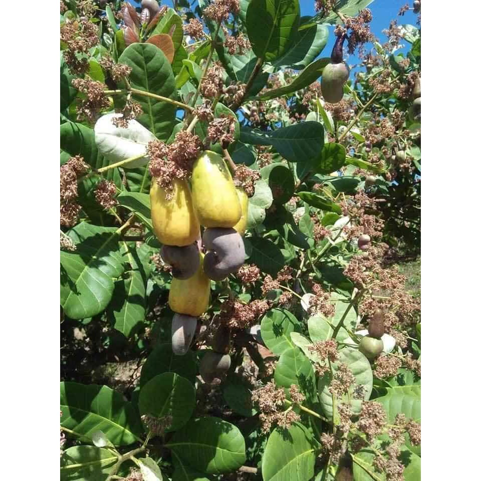 Hạt điều 500g, ngọt, giòn, thơm, không chất bảo quản, không chất điều vị, hàng Việt nam | BigBuy360 - bigbuy360.vn