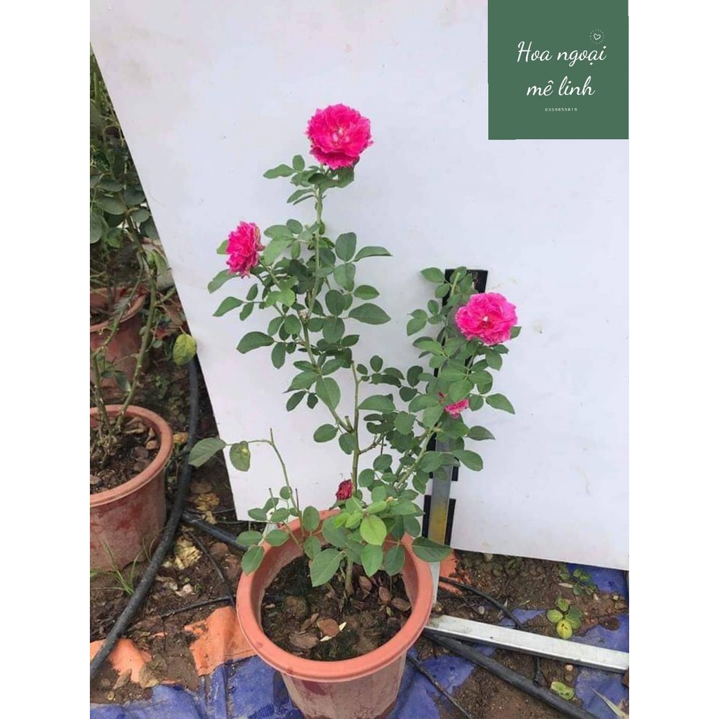 Hoa hồng ngoai Ramukan rose màu hồng đậm tuyệt đẹp -hoangoaimelinh