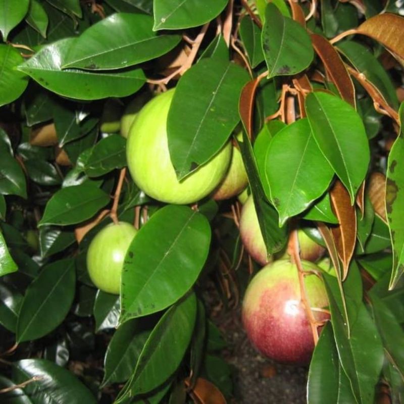 Cây giống vú sữa lò rèn