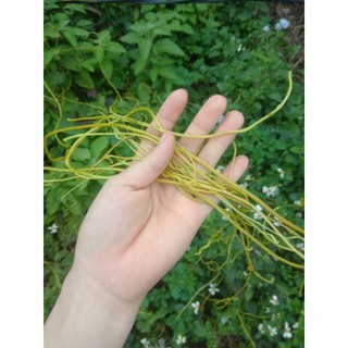5kg dây tơ hồng