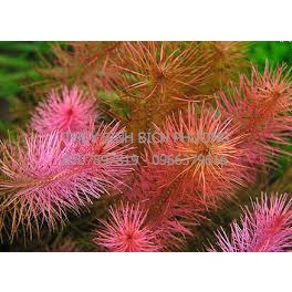 CÂY CHỈ ĐỎ - CÂY TRỒNG HẬU CẢNH THUỶ SINH
