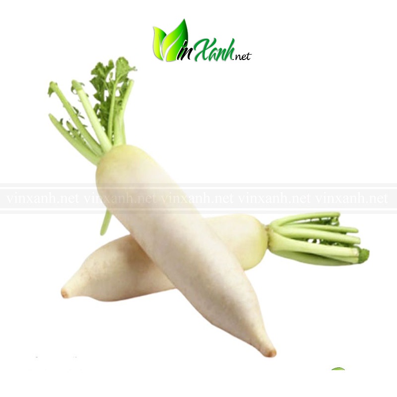 Hạt giống củ cải trắng- NGUYÊN GÓI hàng công ty tuyển chọn kháng bệnh sống khỏe