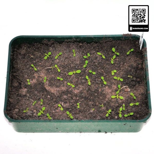 Hạt giống hoa cúc bất tử