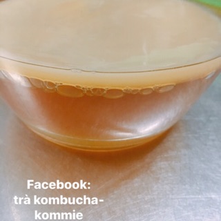 MUA 1 ĐƯỢC 2🎉Scoby v nước mồi làm kombucha+quà tặng