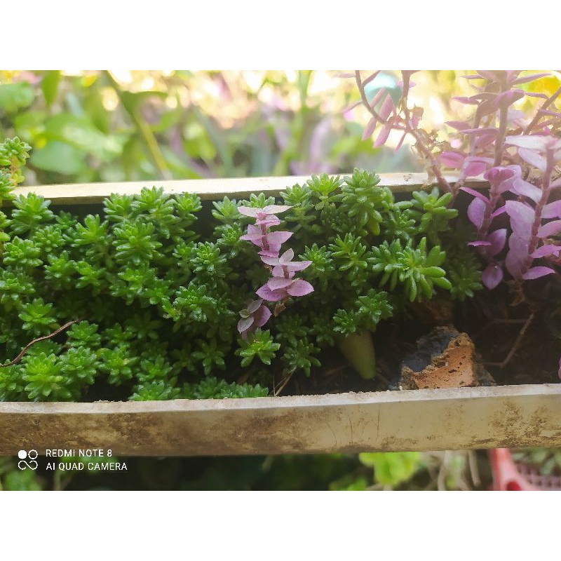 Cây thài lài pink lady