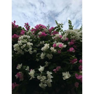 [FREESHIP - Xả Khô Máu] giấy  thái  leo  tường