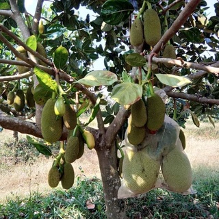 CÂY GIỐNG MÍT LÙN RUỘT ĐỎ ( CÂY GHÉP SIÊU SỚM)