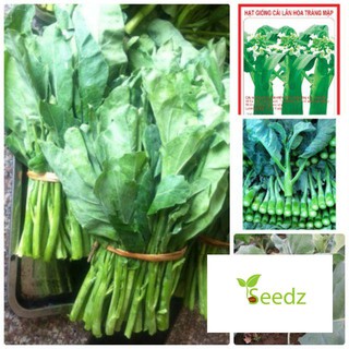 Gói 5 gr hạt giống rau cải làn VINMARK HẠT GIỐNG