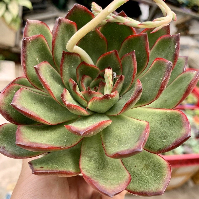 - SEN ĐÁ ẾCH LỬA TO 10cm -