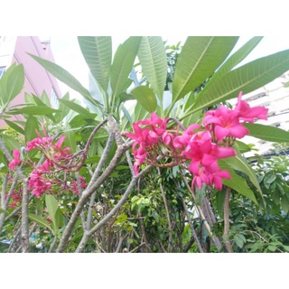 Cây 🌲 Sứ đại hồng ...ấn độ