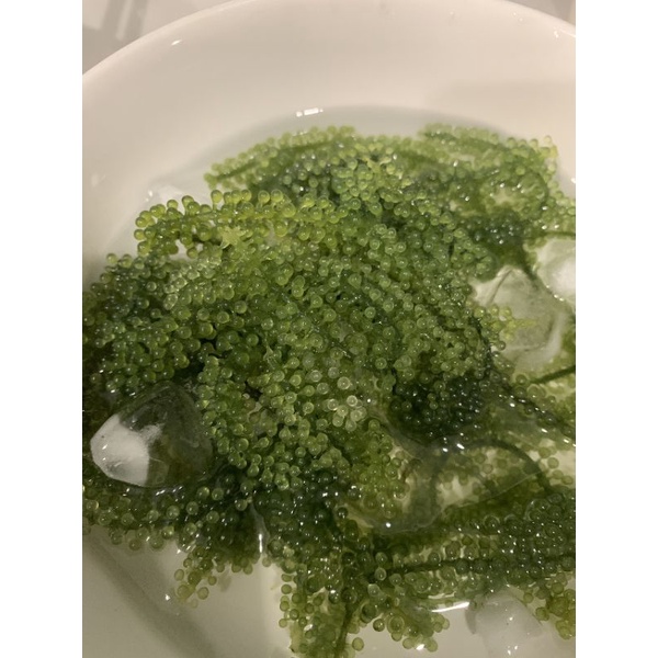 💥25g NỞ RA 70g💥Rong Nho Tách Nước KHÁNH HÒA - NHA TRANG - NỞ GẤP 3 LẦN Xuất Khẩu- Công Nghệ Tách Nước Tiêu Chuẩn Nhật
