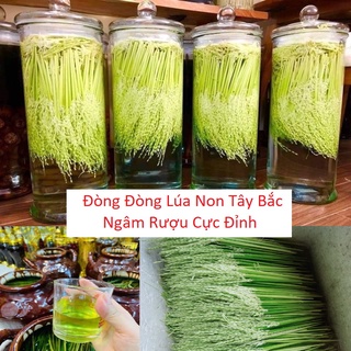 ĐÒNG ĐÒNG LÚA NON - ĐẶC SẢN TÂY BẮC