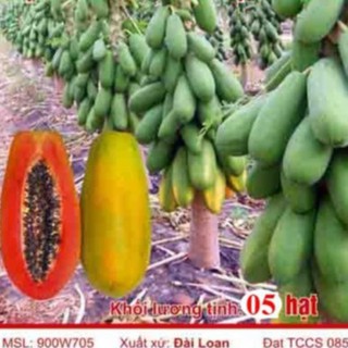 5h Hạt Giống Đu Đủ Lùn Ruột Đỏ Trái Lớn luckyseed hạt siêu rẻ