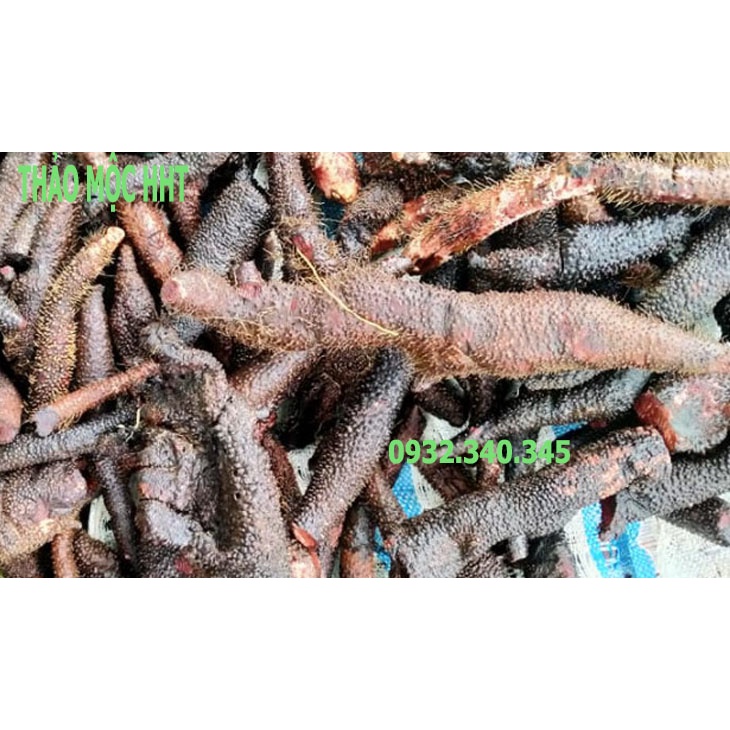 Củ Ngũ Gia Bì Gai - Củ bì gai nâu - Nhục Thung Dung Nam