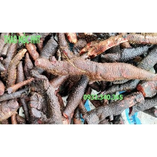 Củ ngũ gia bì gai - củ bì gai nâu - nhục thung dung nam