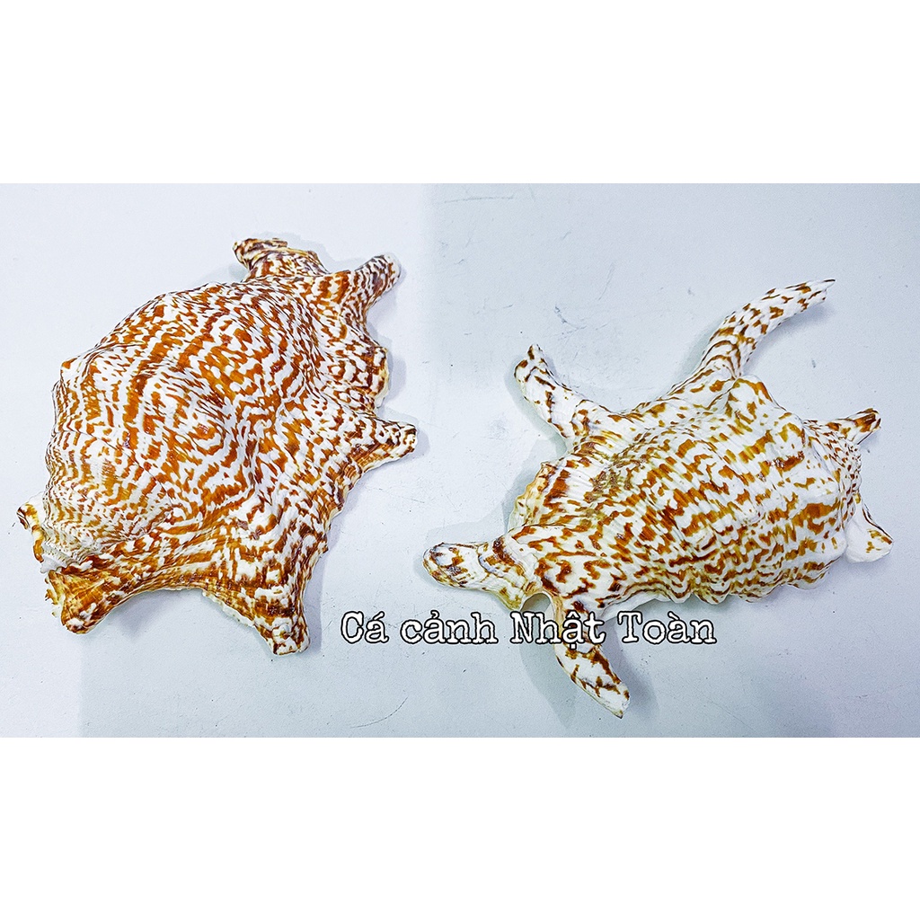 VỎ ÓC, SÒ TRANG TRÍ BỂ CÁ CẢNH SIZE TO HƠN BÀN TAY