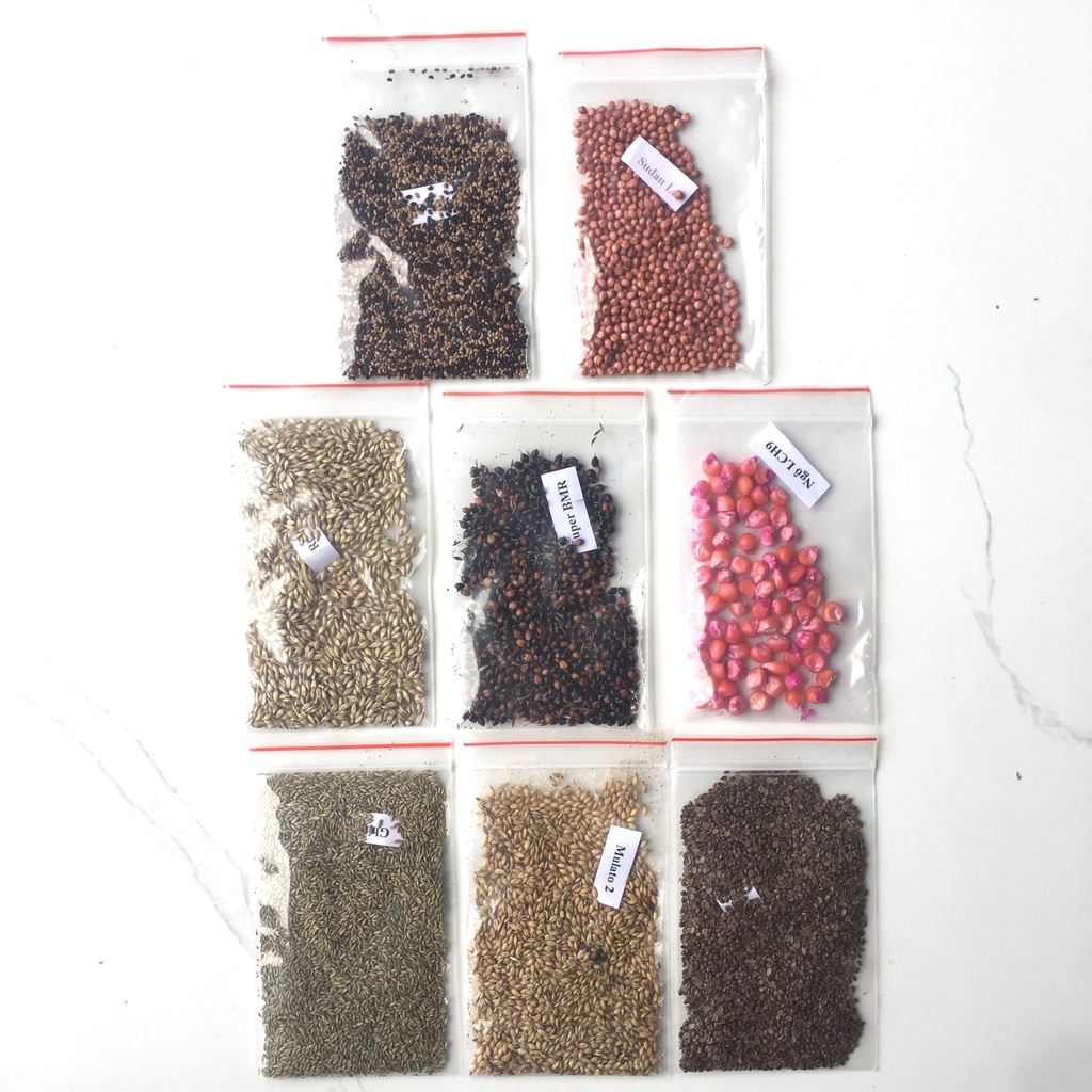 Combo 8 Giống Cỏ Chăn Nuôi (Ghine, Mulato, Ruzi, Paspalum, Sudan, Stylo, Super BMR, Ngô Sinh Khối)