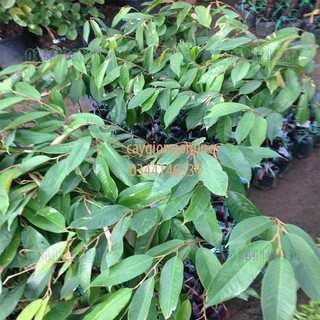Cây sầu riêng ri 6