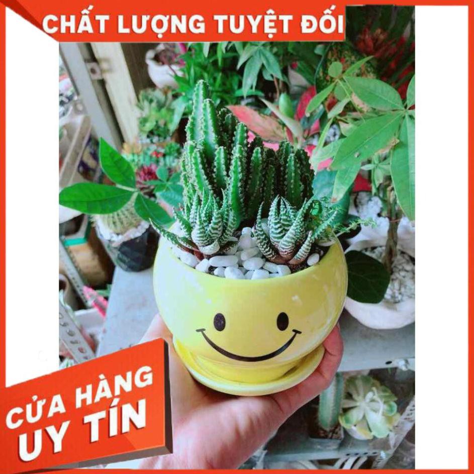 Chậu Xương Rồng Thanh Sơn+ Móng Rồng Nhiều Người Mua