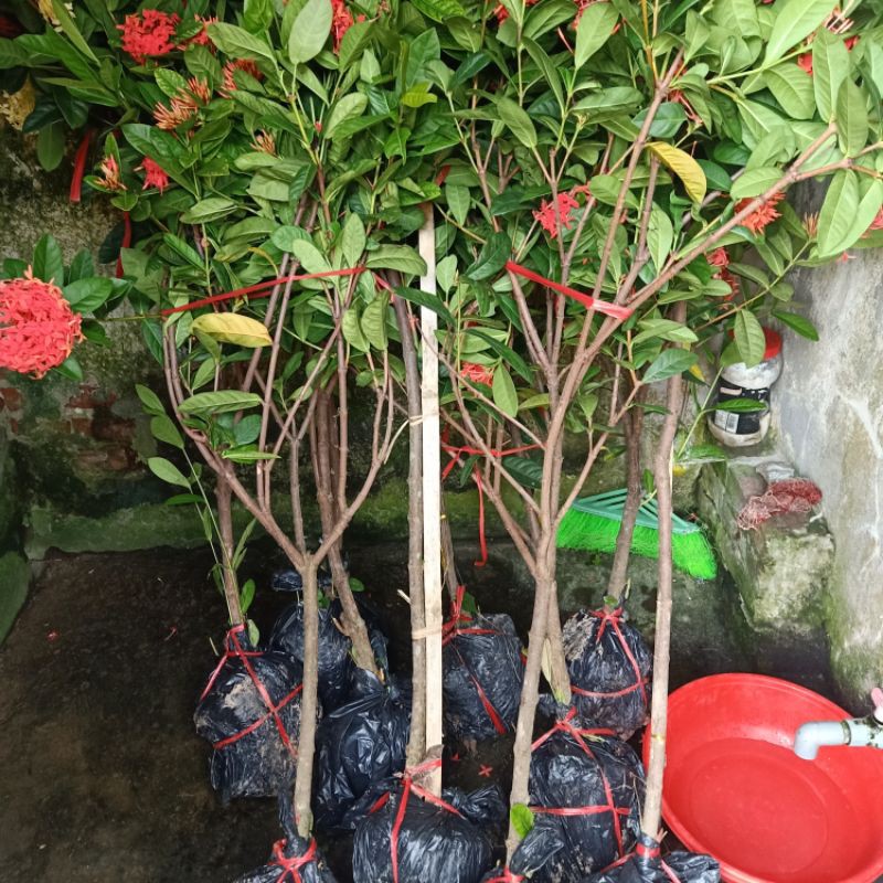 mẫu đơn dáng tree thoát thân 80cm-1 mét ( có màu vàng và đỏ)