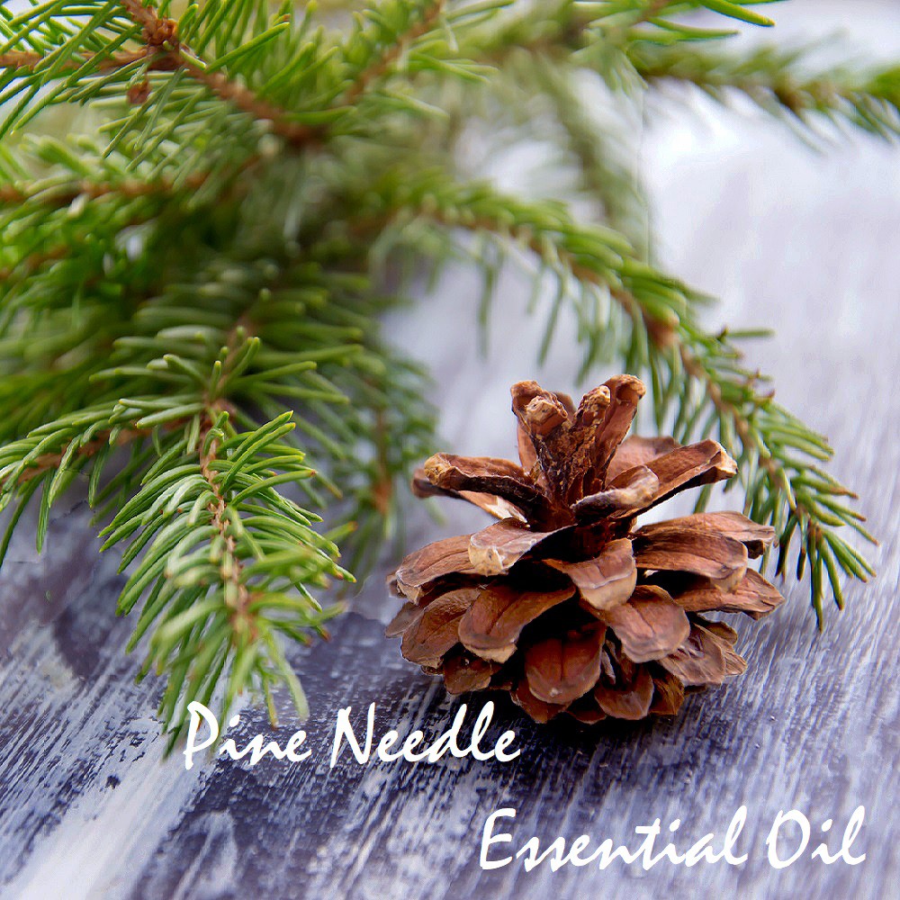 Tinh dầu Thông Pine Needle Essential Oil (Scot Pine)