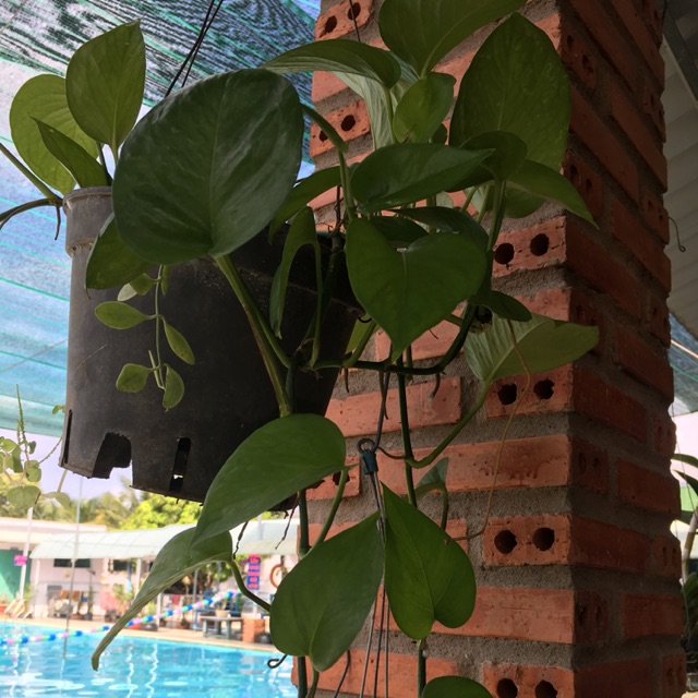 Trầu bà trang trí