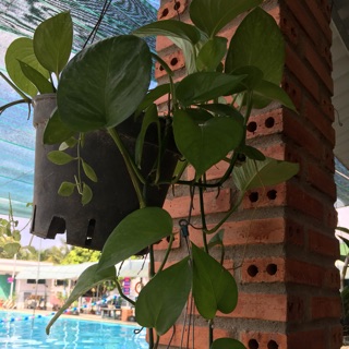 Trầu bà trang trí