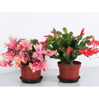 Chậu cây lan càng cua - lan nhật quỳnh - Zygocactus truncates - shop BÉ MẦM 06 HCM