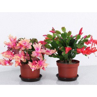 Chậu cây lan càng cua - lan nhật quỳnh - cây để bàn cho hoa rũ - Zygocactus truncates