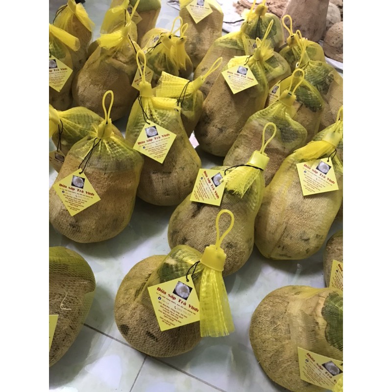 Giá sỉ Dừa sáp đặc Trà Vinh 5 trái dưới 2kg
