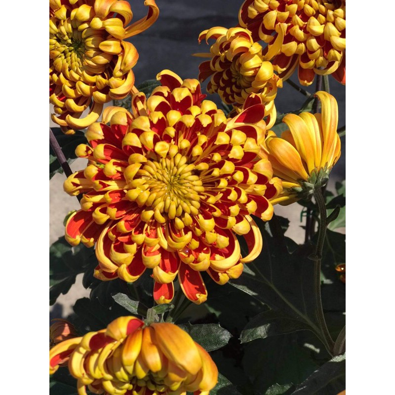 🌿Cây Giống Cúc Mẫu Đơn Nhật Bản🌿