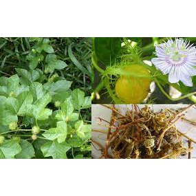 Cây Lạc Tiên Khô Túi 1Kg Hàng Mới Giúp An Thần, Ngủ Ngon