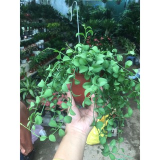 Cây hạt dưa ốc, cây cảnh treo rủ
