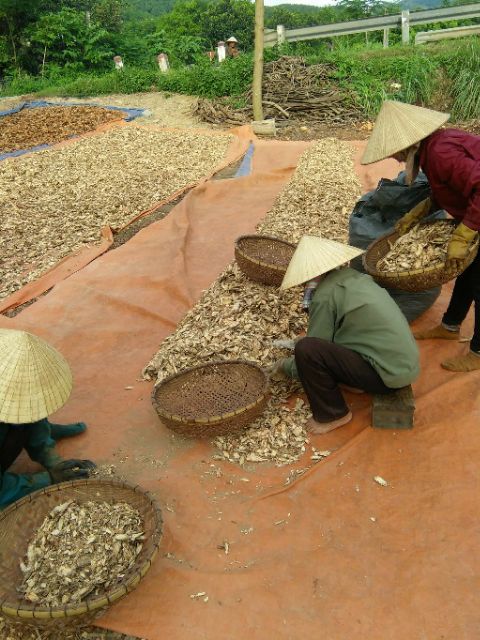 Cỏ máu GIA TRUYỀN (chia ấm sẵn) tăng cân, bổ máu