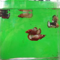 Betta  food