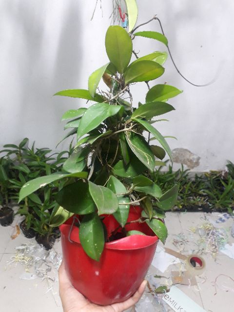 Lan cẩm cù lớn sắp hoa