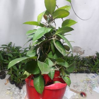 Lan cẩm cù lớn sắp hoa
