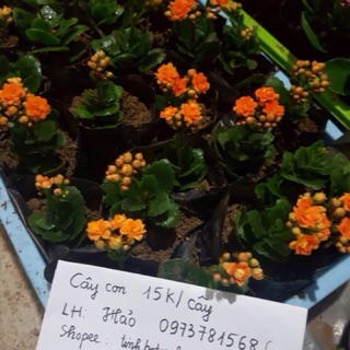Cây sống đời thái kép đủ màu ( cây như hình cuối)
