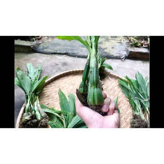 CỦ ĐỊA LAN BẦU RƯỢU