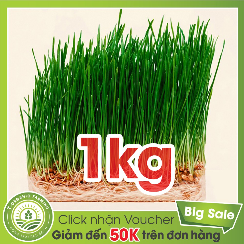 Hạt Giống Mầm Lúa Mạch (Nhập Ngoại) 1kg - Bán Buôn