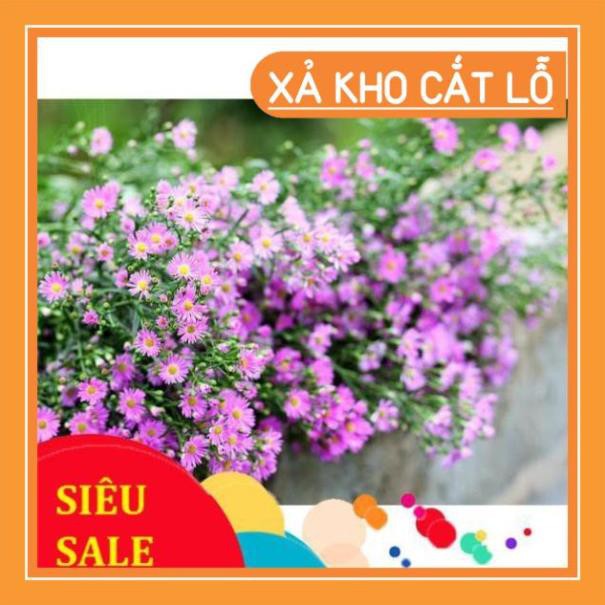 Hạt giống Hoa Thạch Thảo Mix 100 Hạt