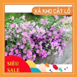 Hạt giống Hoa Thạch Thảo Mix 100 Hạt